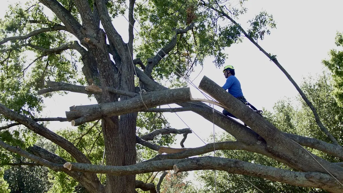 Professional Crown Thinning performed by certified arborists in Cecilton